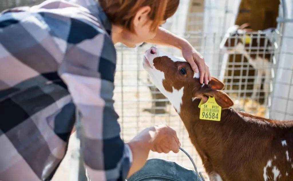 Gently petting a farm animal