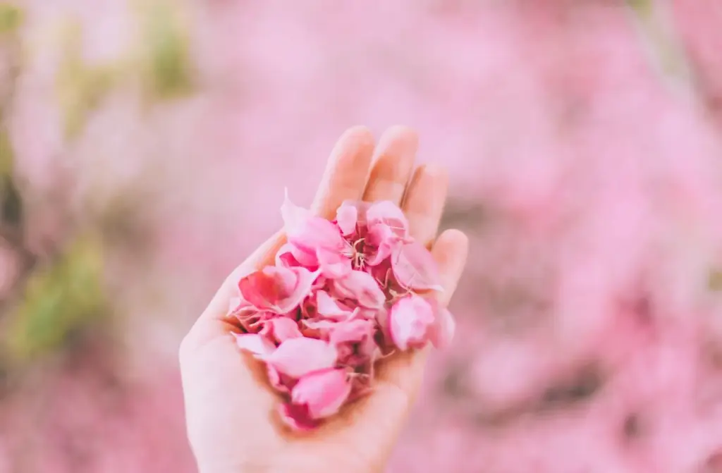 Holding hands with cherry blossom petals falling